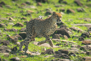 Female cheetah running down hillside over rocks