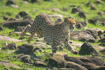 Female cheetah running over rocks down hillside © Nick Dale