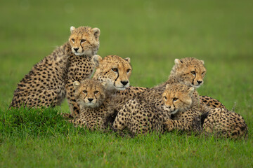 Female cheetah lies with cubs on savannah © Nick Dale