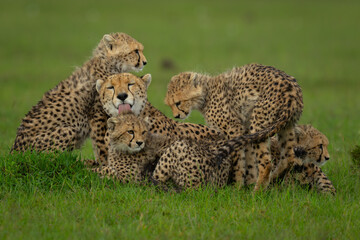 Female cheetah lies with cubs on grassland