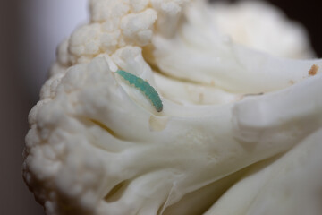 a caterpillar on a cauliflower