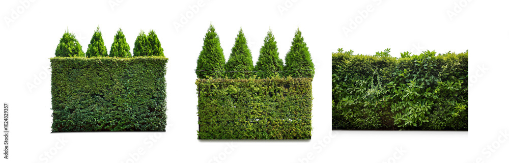 Poster three green hedges with various shapes and textures.