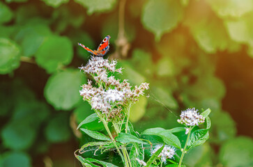 Sun's rays illuminate red admiral butterfly sitting on flower with web. Blurred green background.