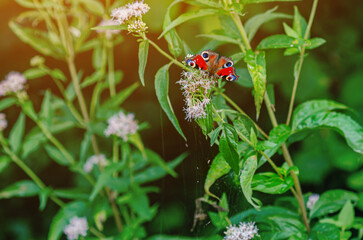 Sun's rays illuminate red admiral butterfly sitting on flower with web. Bright butterfly wings.