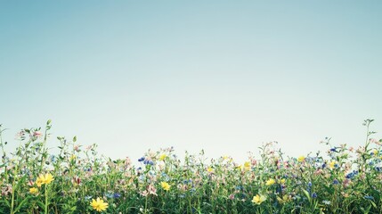 Wide shot of an open meadow filled with wildflowers, with space for text in the clear sky