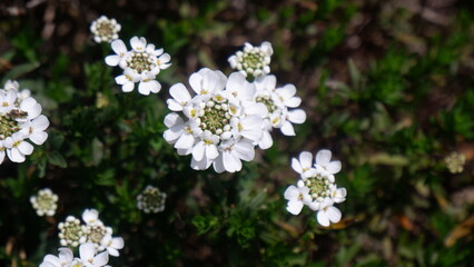 Landscape of blooming white flower, Evergreen candytuft, decorated in the garden, Beautiful flower concept