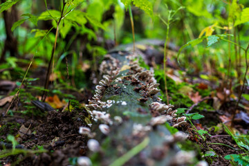 Many small mushrooms grow on a decayed log