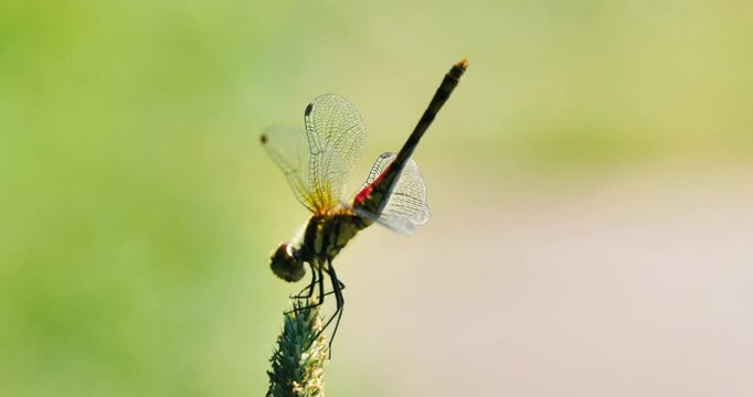 red dragonfly  or autumn darter on a flower
