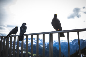 Wandergebiet Jenner im Berchtesgadener Land