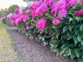 bouquet of peonies, beautiful pink peonies in bloom, floral background, wallpaper. flower shop concept, freshly cut bouquet, flower delivery, greeting card