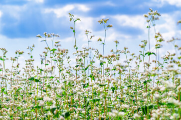 Blossom buckwheat flowers against blue sky with white clouds. Low viewing angle. Selective focus.