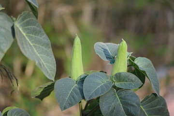 leaves and flower of Datura inoxia