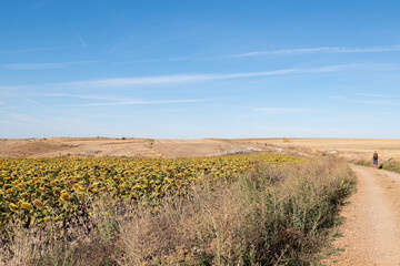 Sunflower plantation with windmills in the province of Burgos in Castilla y Leon in Spain