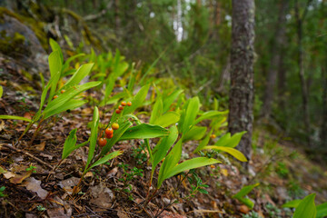 Close-up of Lily of the Valley (Convallaria majalis) plants with berries in a forest