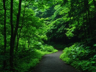 Obraz premium Winding Path Through Lush Green Forest