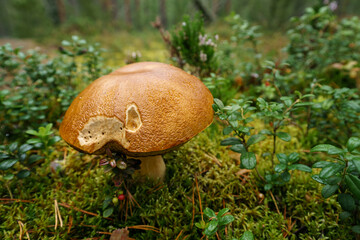 Penny Bun mushroom (Boletus edulis), partly eaten by worms in a forest.