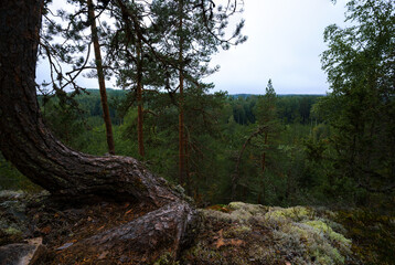 View of dense forest landscape from a rocky cliff with a twisted tree