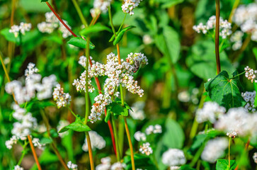 Fly on flower. Inflorescence of white buckwheat flower on a long green stem. Spring blooming field.