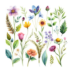 Fototapeta premium Watercolor wildflowers and leaves illustration set,,Beautiful floral set with watercolor hand drawn,Stock illustration,wild plants, flowers. Garden, meadow