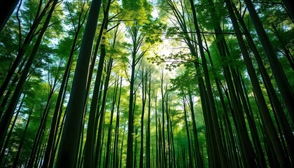 green bamboo forest