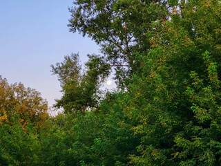 Early morning, the moon is visible in the pink sky through the foliage of the trees.