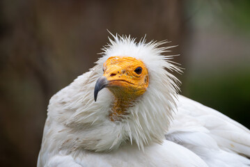 Schmutzgeier (Neophron percnopterus)
