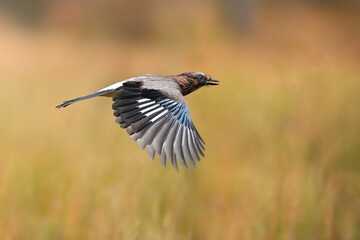 Obraz premium Eurasian Jay in Mid-Flight Over Golden Autumn Grassland