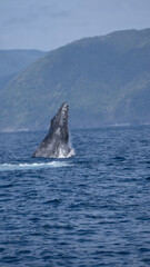 Fototapeta premium humpback tail
