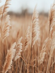 Fototapeta premium Golden wheat field at sunset with grass swaying in the wind, capturing the essence of summer agriculture and rural beauty