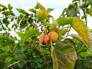 Obraz premium Recinus communis linn