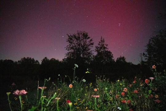 aurora borealis landscape with flower garden