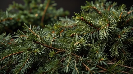 Close-up of lush evergreen branches against a dark background, creating a natural, textured backdrop.
