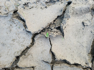 The background of arid cracked earth. The concept of environmental protection