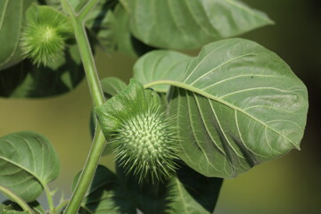 leaves and seed pods of Datura inoxia