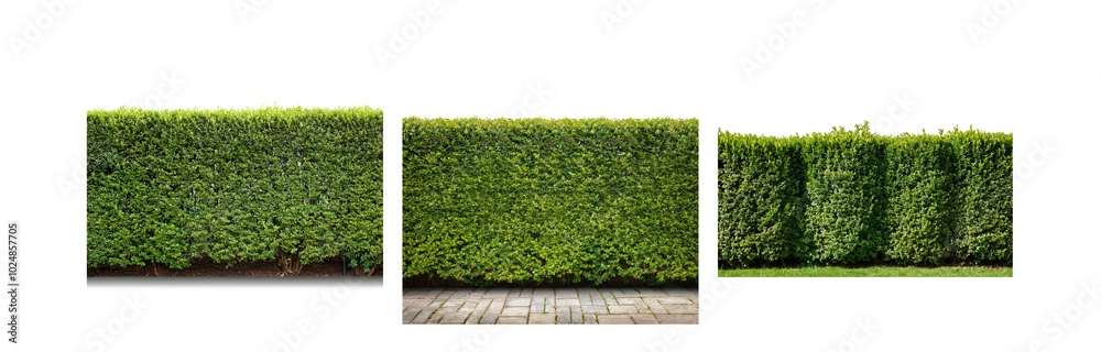 Poster green hedge in a row with a brick path in the middle.