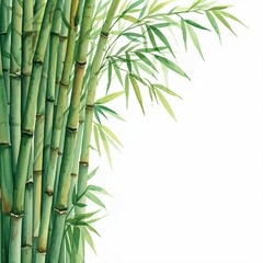 Bamboo on the left side against a white background, in watercolor