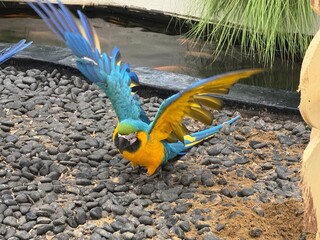 blue and yellow macaw ara © Jia