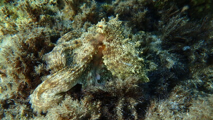 Common octopus (Octopus vulgaris) hunting, Aegean Sea, Greece, Halkidiki, Pirgos beach