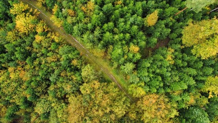 Looking down at green forest in autumn © Wenshi