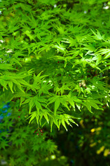 green leaves background