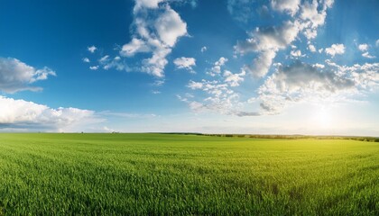 Fototapeta premium sky and green field background panorama