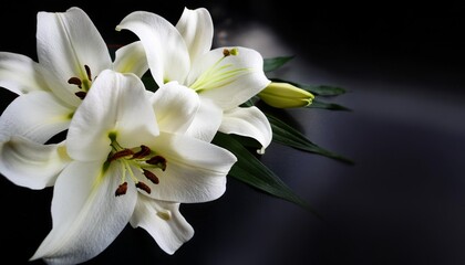 condolence card with white flowers lily funeral symbol