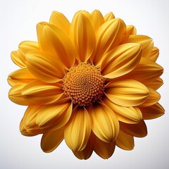 yellow flower close up isolated