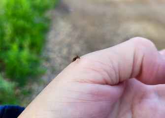 On a clear summer day, a fat mosquito drank blood from a woman's hand.