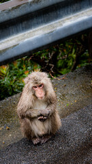 屋久島のヤクザル（ 猿 ）