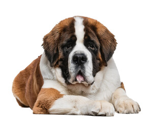 Obraz premium Saint Bernard dog lying isolated on white background, cut out
