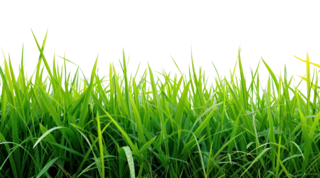 PNG Rice field nature backgrounds landscape.