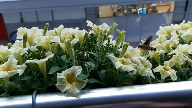 Hummingbird hawk-moth colibri like insect drinks nectar from yellow surfinia flowers