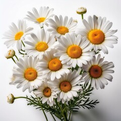 Obraz premium daisies isolated on white background