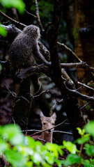 屋久島のヤクザル（ 猿 ）とヤクシカ（ 鹿 ）